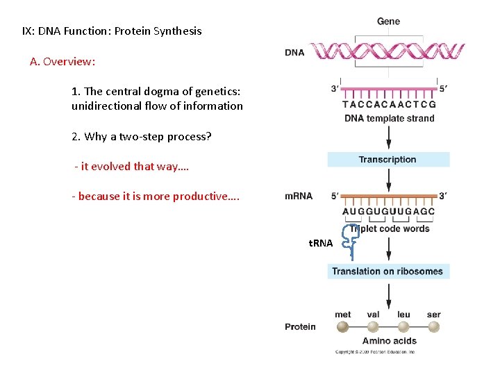 IX: DNA Function: Protein Synthesis A. Overview: 1. The central dogma of genetics: unidirectional