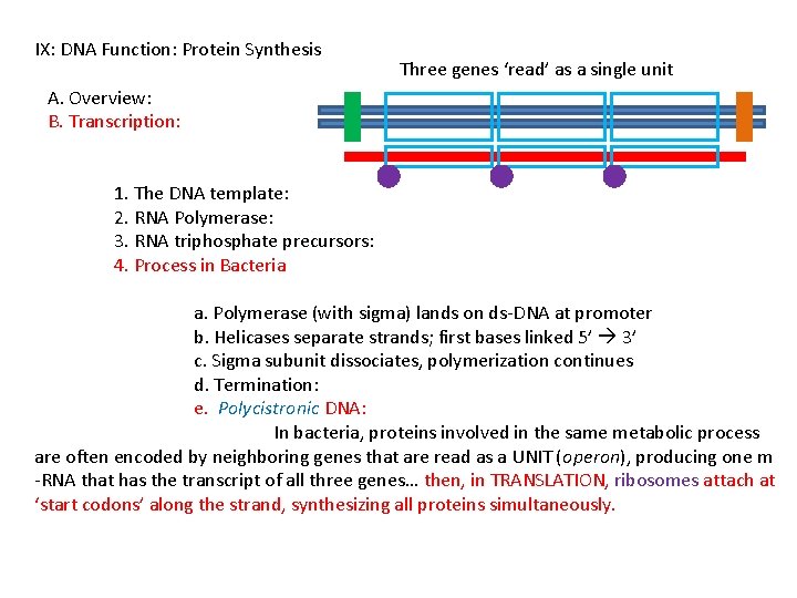 IX: DNA Function: Protein Synthesis Three genes ‘read’ as a single unit A. Overview: