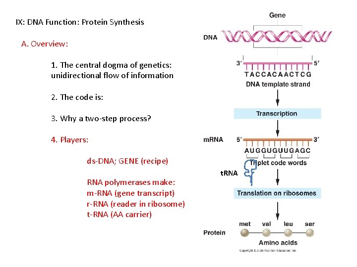 IX: DNA Function: Protein Synthesis A. Overview: 1. The central dogma of genetics: unidirectional