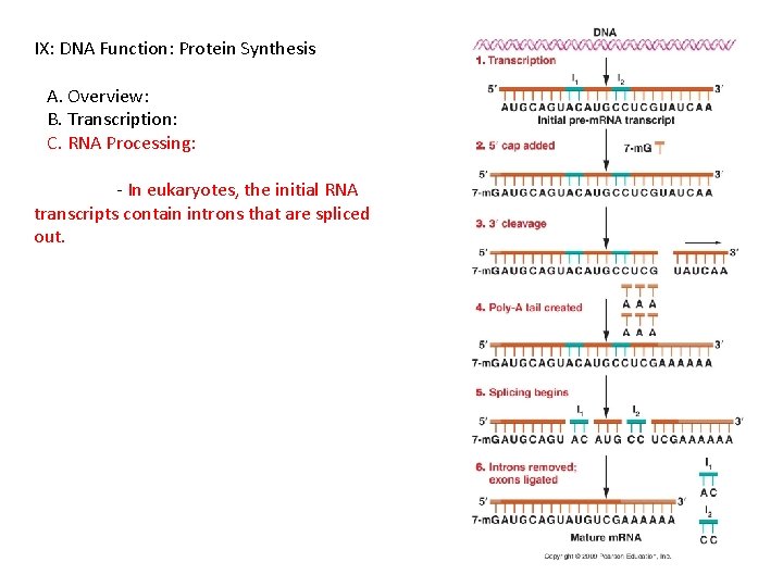 IX: DNA Function: Protein Synthesis A. Overview: B. Transcription: C. RNA Processing: - In