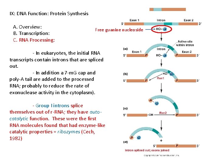 IX: DNA Function: Protein Synthesis A. Overview: B. Transcription: C. RNA Processing: Free guanine