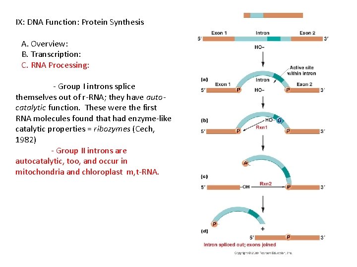 IX: DNA Function: Protein Synthesis A. Overview: B. Transcription: C. RNA Processing: - Group