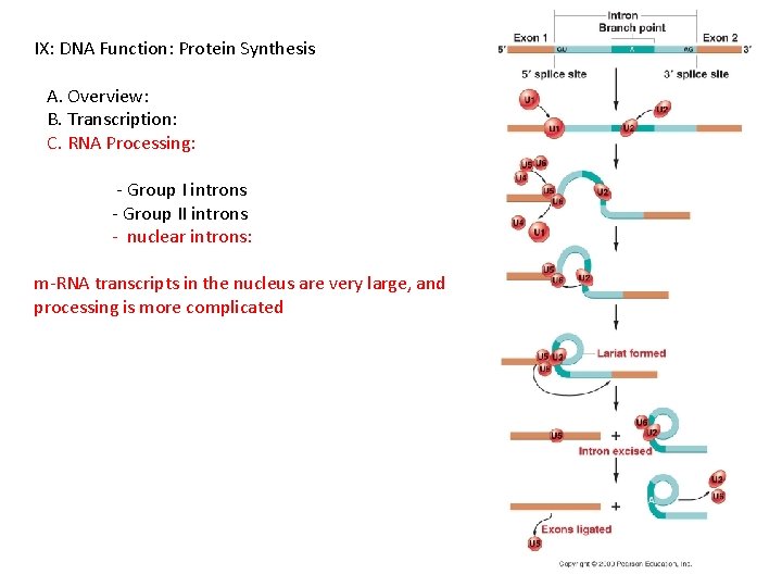 IX: DNA Function: Protein Synthesis A. Overview: B. Transcription: C. RNA Processing: - Group