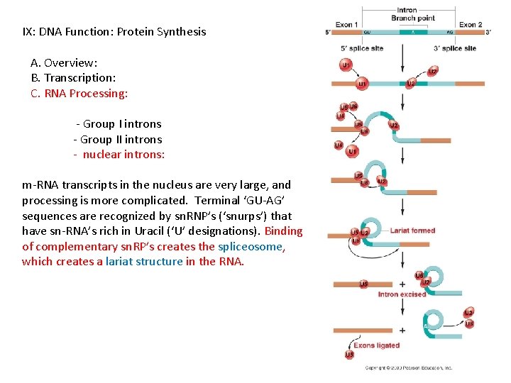 IX: DNA Function: Protein Synthesis A. Overview: B. Transcription: C. RNA Processing: - Group