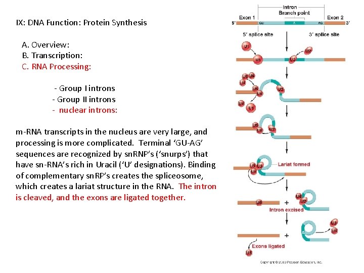 IX: DNA Function: Protein Synthesis A. Overview: B. Transcription: C. RNA Processing: - Group
