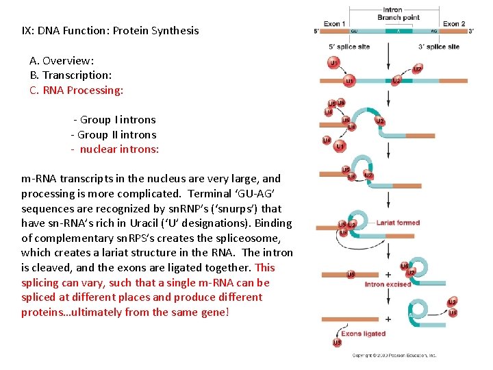 IX: DNA Function: Protein Synthesis A. Overview: B. Transcription: C. RNA Processing: - Group