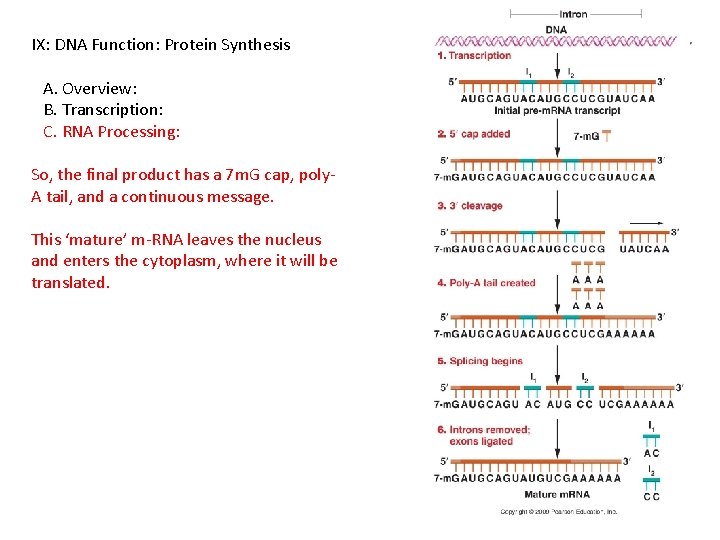 IX: DNA Function: Protein Synthesis A. Overview: B. Transcription: C. RNA Processing: So, the