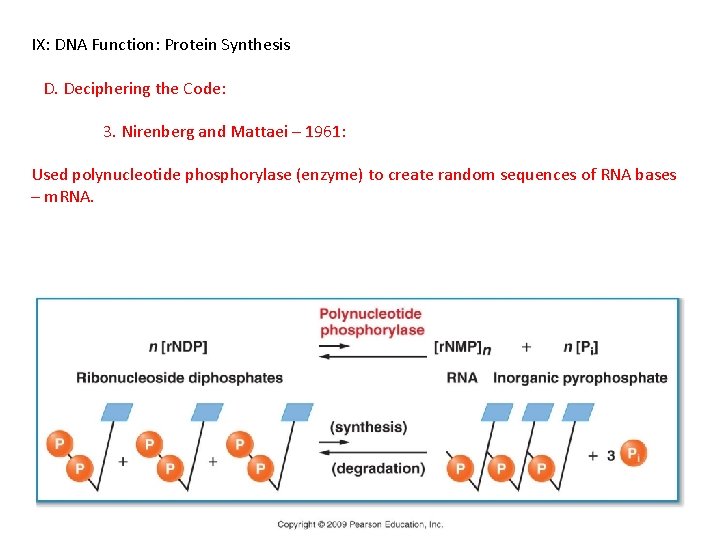 IX: DNA Function: Protein Synthesis D. Deciphering the Code: 3. Nirenberg and Mattaei –