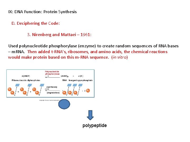 IX: DNA Function: Protein Synthesis D. Deciphering the Code: 3. Nirenberg and Mattaei –