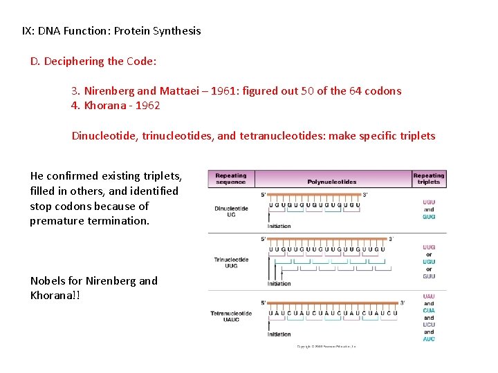 IX: DNA Function: Protein Synthesis D. Deciphering the Code: 3. Nirenberg and Mattaei –