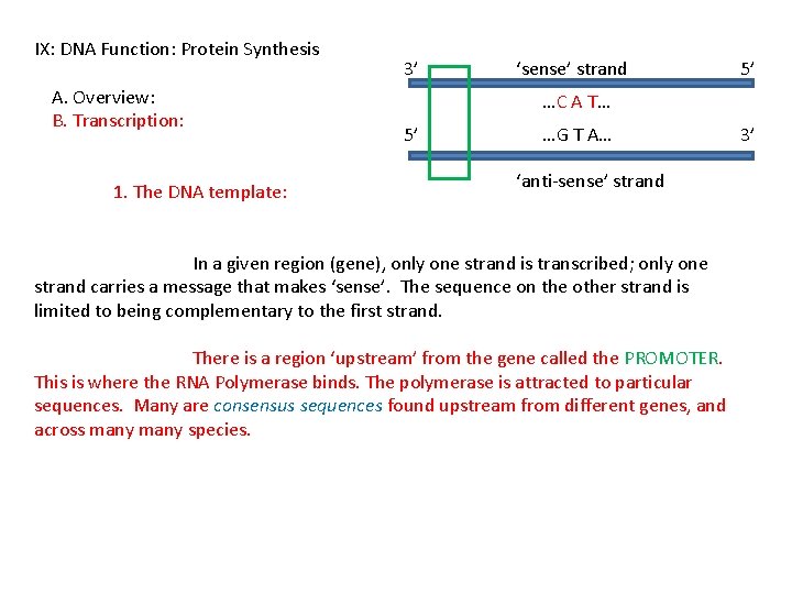 IX: DNA Function: Protein Synthesis A. Overview: B. Transcription: 1. The DNA template: 3’