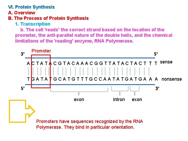 VI. Protein Synthesis A. Overview B. The Process of Protein Synthesis 1. Transcription b.