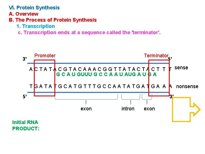 VI. Protein Synthesis A. Overview B. The Process of Protein Synthesis 1. Transcription c.