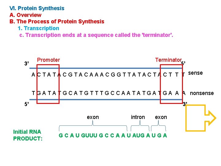 VI. Protein Synthesis A. Overview B. The Process of Protein Synthesis 1. Transcription c.