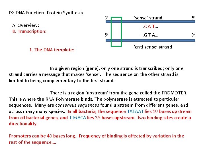 IX: DNA Function: Protein Synthesis A. Overview: B. Transcription: 1. The DNA template: 3’