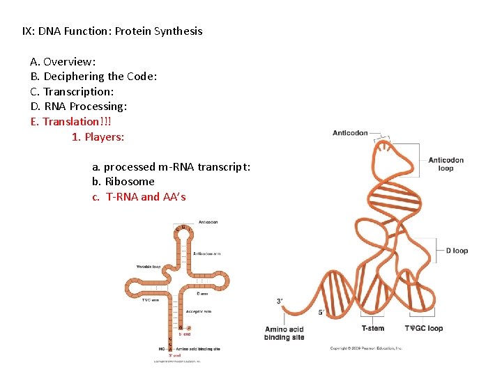 IX: DNA Function: Protein Synthesis A. Overview: B. Deciphering the Code: C. Transcription: D.