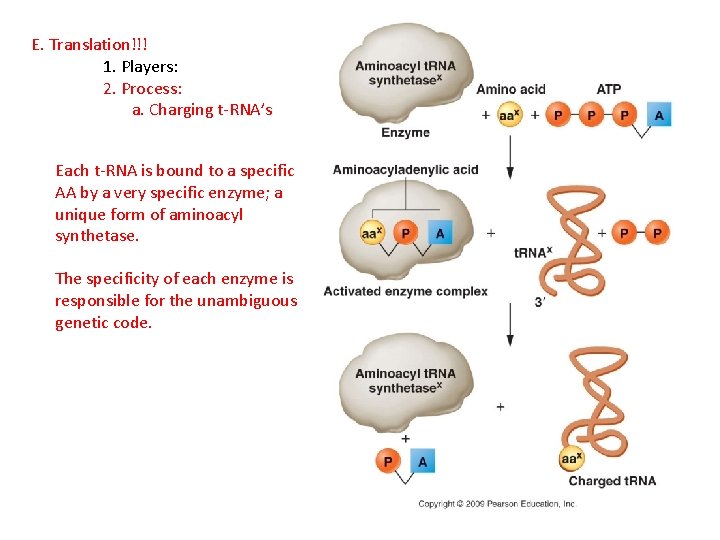 E. Translation!!! 1. Players: 2. Process: a. Charging t-RNA’s Each t-RNA is bound to