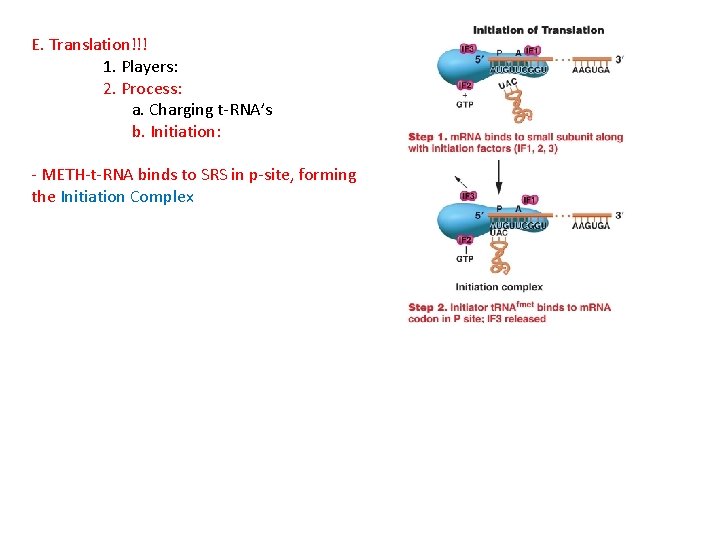 E. Translation!!! 1. Players: 2. Process: a. Charging t-RNA’s b. Initiation: - METH-t-RNA binds