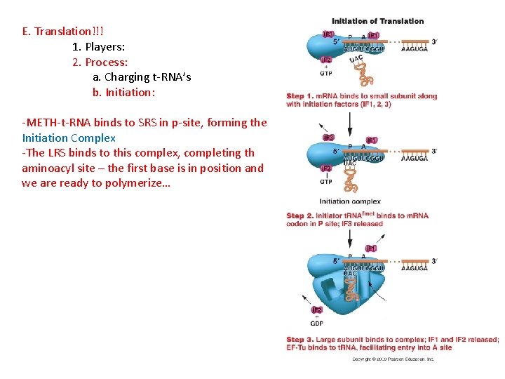 E. Translation!!! 1. Players: 2. Process: a. Charging t-RNA’s b. Initiation: -METH-t-RNA binds to