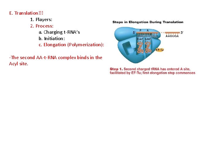 E. Translation!!! 1. Players: 2. Process: a. Charging t-RNA’s b. Initiation: c. Elongation (Polymerization):