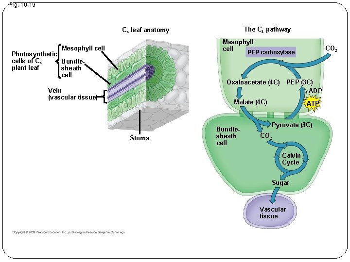 Fig. 10 -19 The C 4 pathway C 4 leaf anatomy Mesophyll cell Photosynthetic