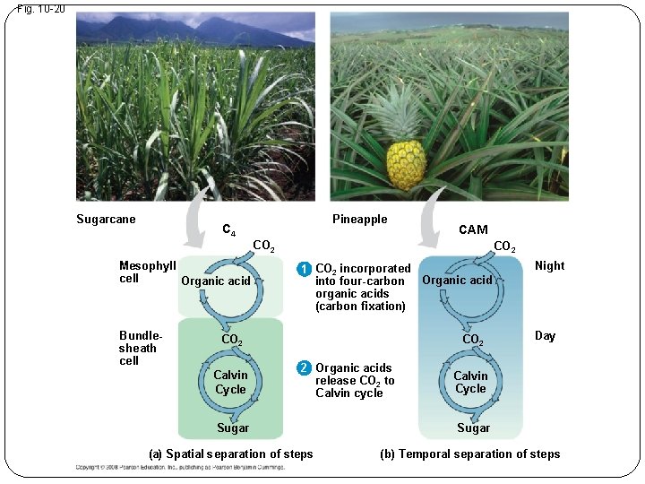 Fig. 10 -20 Sugarcane Pineapple C 4 CAM CO 2 Mesophyll cell Organic acid