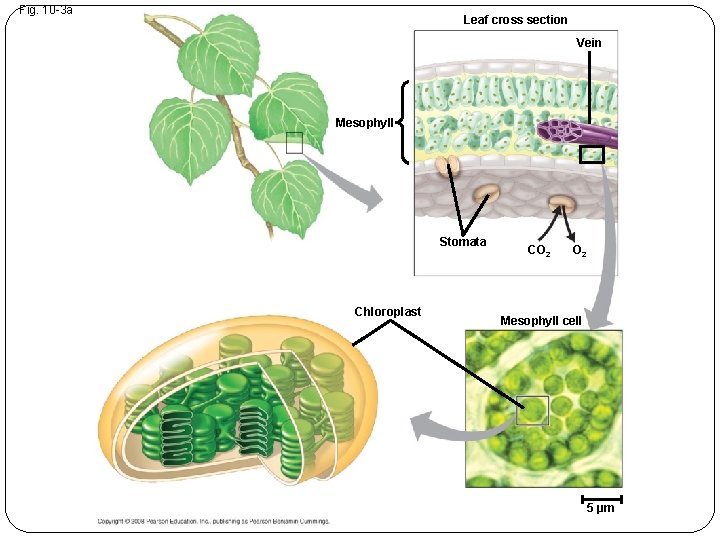 Fig. 10 -3 a Leaf cross section Vein Mesophyll Stomata Chloroplast CO 2 Mesophyll