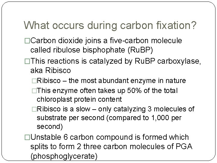 What occurs during carbon fixation? �Carbon dioxide joins a five-carbon molecule called ribulose bisphophate
