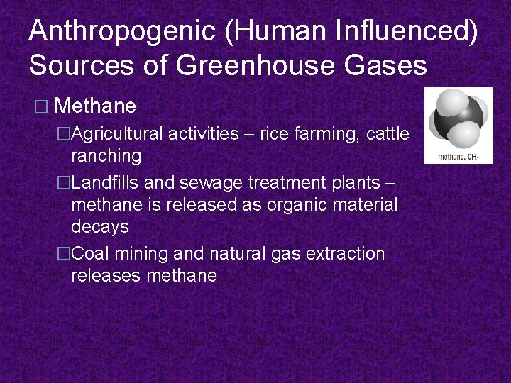 Anthropogenic (Human Influenced) Sources of Greenhouse Gases � Methane �Agricultural activities – rice farming,
