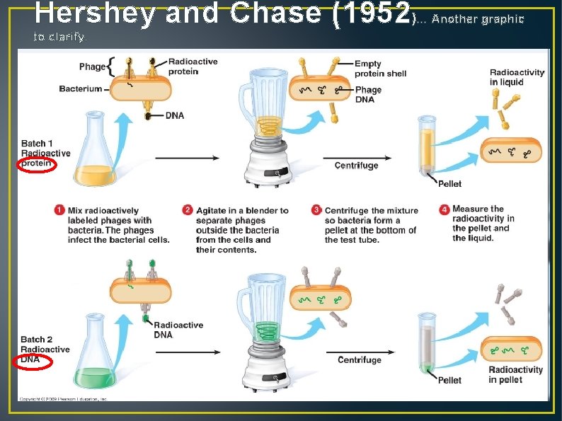 Hershey and Chase (1952) to clarify. … Another graphic 
