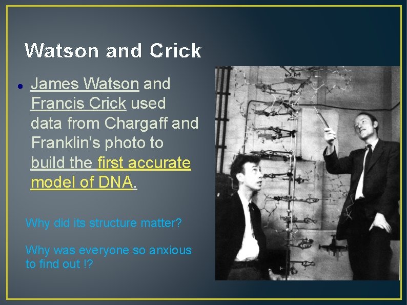 Watson and Crick James Watson and Francis Crick used data from Chargaff and Franklin's