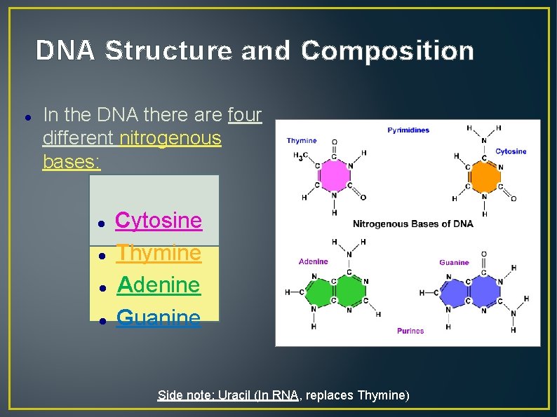 DNA Structure and Composition In the DNA there are four different nitrogenous bases: Cytosine