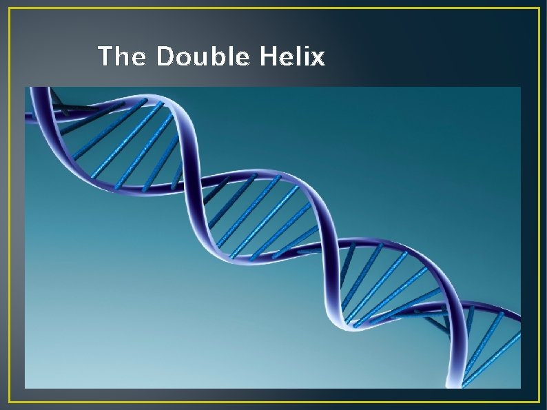 The Double Helix 