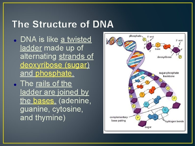 The Structure of DNA is like a twisted ladder made up of alternating strands