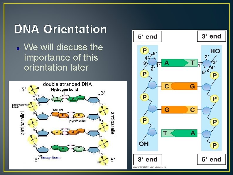 DNA Orientation We will discuss the importance of this orientation later 