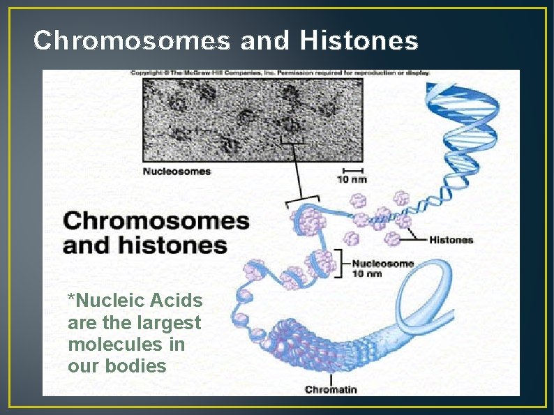 Chromosomes and Histones *Nucleic Acids are the largest molecules in our bodies 