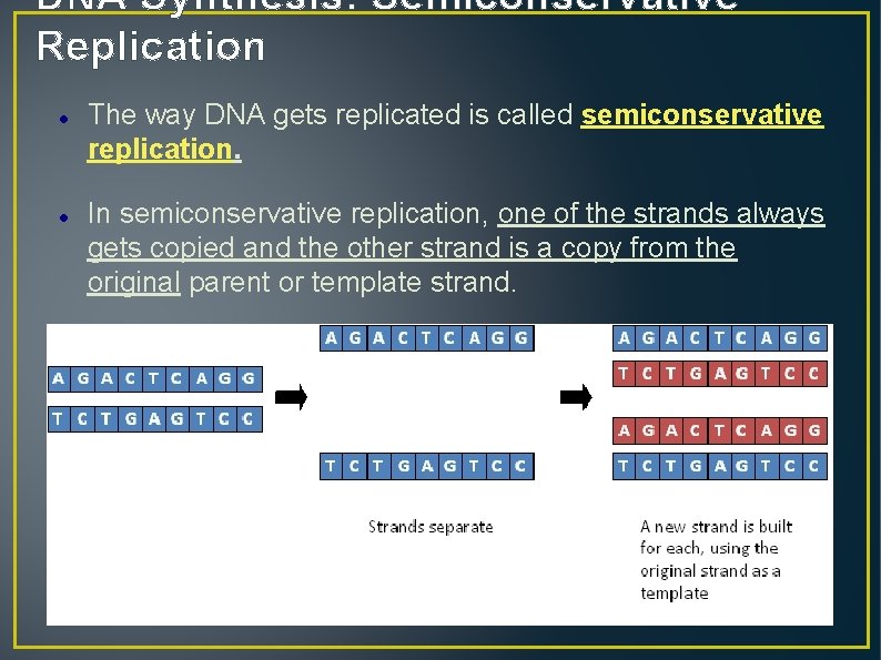DNA Synthesis: Semiconservative Replication The way DNA gets replicated is called semiconservative replication. In