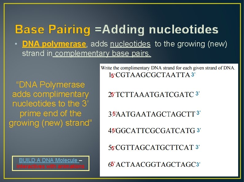 Base Pairing =Adding nucleotides • DNA polymerase, adds nucleotides to the growing (new) strand