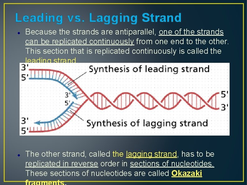 Leading vs. Lagging Strand Because the strands are antiparallel, one of the strands can