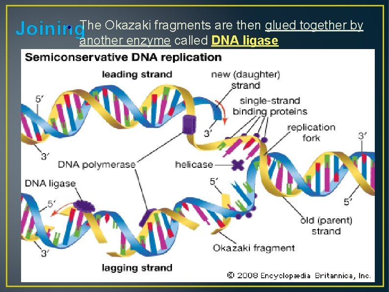 Okazaki fragments are then glued together by Joining. The another enzyme called DNA ligase
