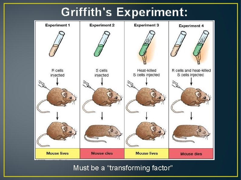 Griffith's Experiment: Must be a “transforming factor” 