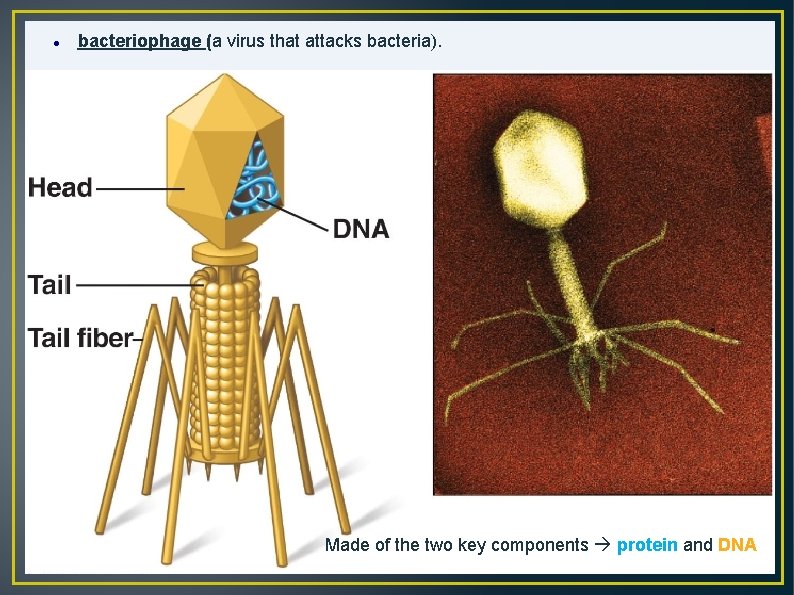  bacteriophage (a virus that attacks bacteria). Made of the two key components protein