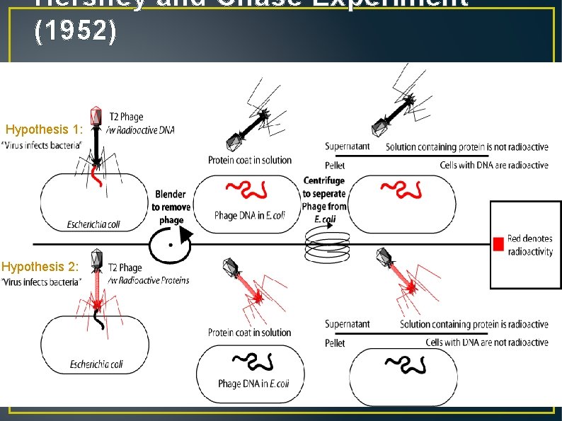 Hershey and Chase Experiment (1952) Hypothesis 1: Hypothesis 2: 