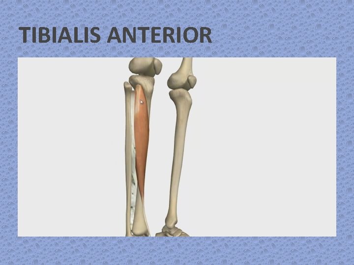 TIBIALIS ANTERIOR 
