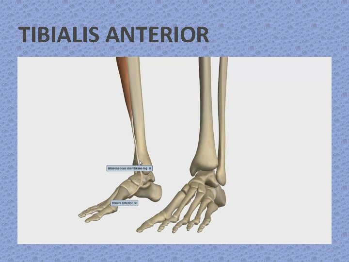 TIBIALIS ANTERIOR 