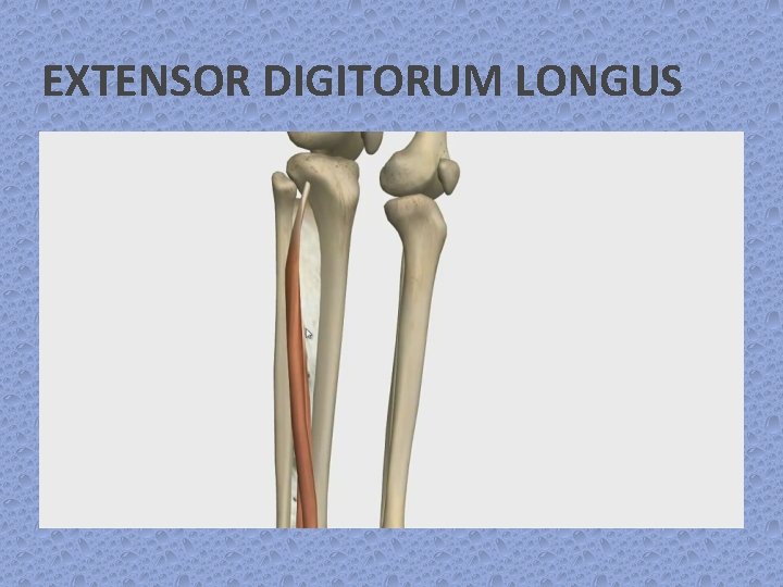 EXTENSOR DIGITORUM LONGUS 
