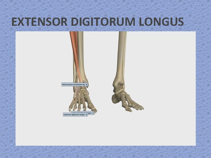 EXTENSOR DIGITORUM LONGUS 