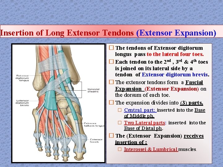 Insertion of Long Extensor Tendons (Extensor Expansion) � The tendons of Extensor digitorum longus