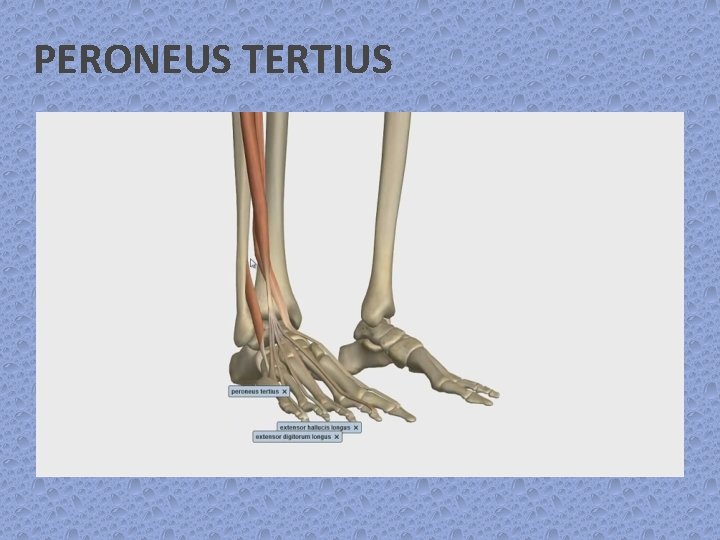 PERONEUS TERTIUS 