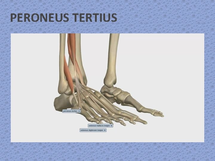 PERONEUS TERTIUS 